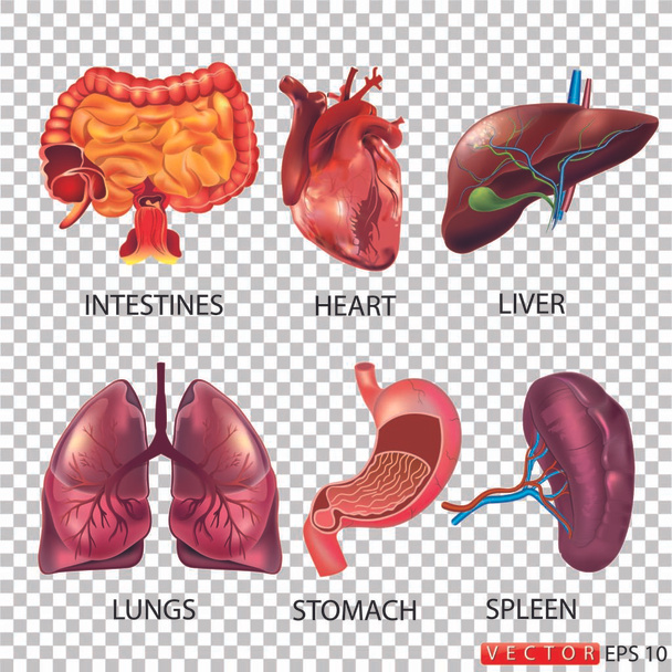 Cartoon menschliche Organe Set mit Leber Bauchspeicheldrüse Herz weibliches Fortpflanzungssystem Nieren Gehirn Lungen Magen Darm isolierte Vektorillustration - Vektor, Bild