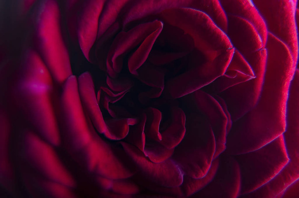 rote Rose Nahaufnahme kann als Hochzeitshintergrund verwendet werden. Weicher Unschärfefokus. - Foto, Bild