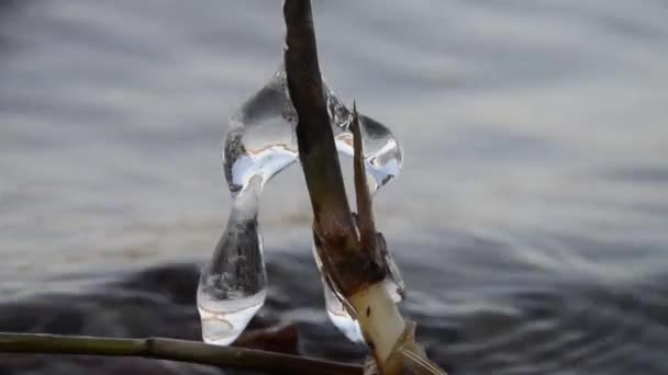 Jégcsap a nád felett a víz a háttérben a hullámok. Tükröződés egy jégtáblában. Közeleg a tavasz.. - Felvétel, videó