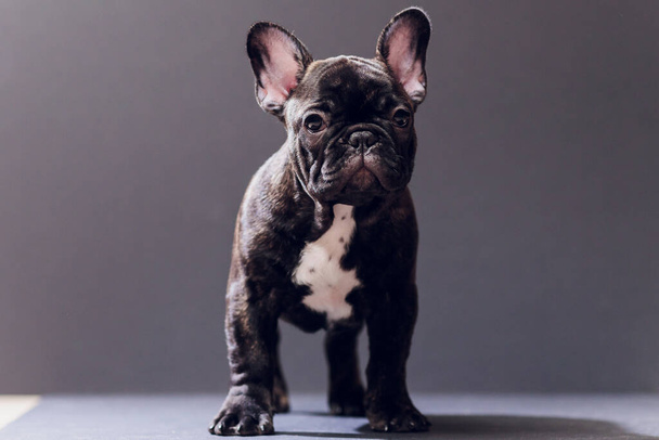 Close-up Portrait of Funny Smiled French Bulldog Dog and Curiously Looking, Front view, Isolated on black background. - 写真・画像