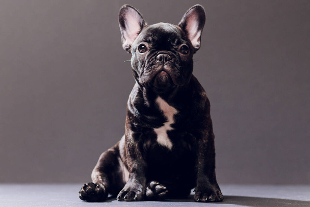 Close-up Portrait of Funny Smiled French Bulldog Dog and Curiously Looking, Front view, Isolated on black background. - Foto, Imagem