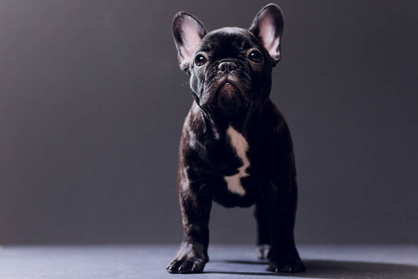 Close-up Portrait of Funny Smiled French Bulldog Dog and Curiously Looking, Front view, Isolated on black background. - Foto, immagini