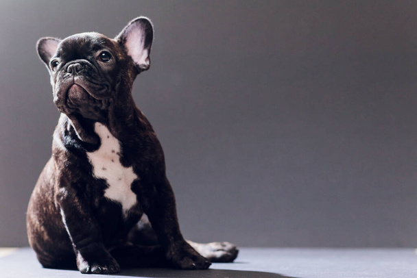 Közelkép portré a vicces mosolygott Francia Bulldog kutya és kíváncsian nézett, elöl meg, elkülönített fekete háttér. - Fotó, kép