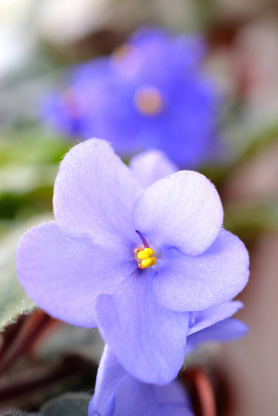 Hermosa flor violeta azul-violeta floreciente. Fondo colorido de la naturaleza para la primavera. (Saintpaulia
)  - Foto, Imagen