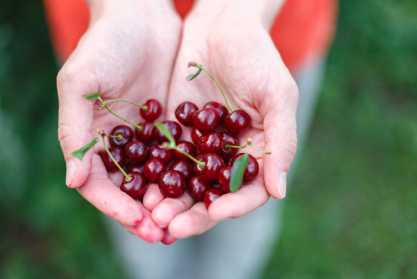 сочные органические вишневые ягоды крупным планом, уборка сельскохозяйственного растения из вишни или сладкой вишни, сбор ягод вручную, садовник
 - Фото, изображение