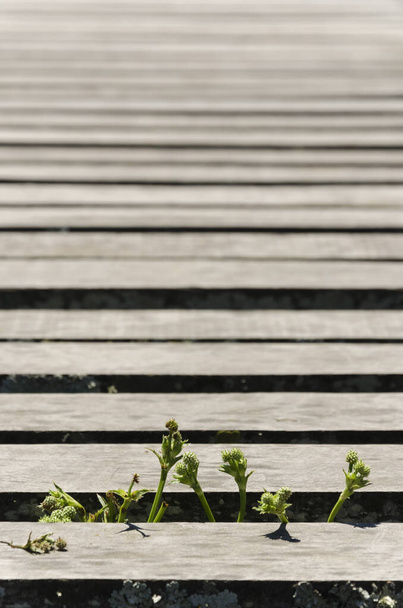Small green wild plants growing between the wooden planks of a pier - Photo, Image
