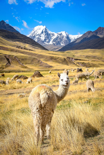Альпака стоит среди впечатляющих горных ландшафтов в перуанских Андах - Фото, изображение