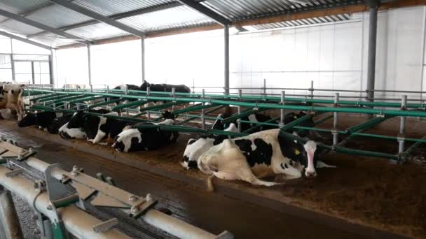 Tehénfarm. Modern pajta. Szabadságon lévő tehenek. - Felvétel, videó