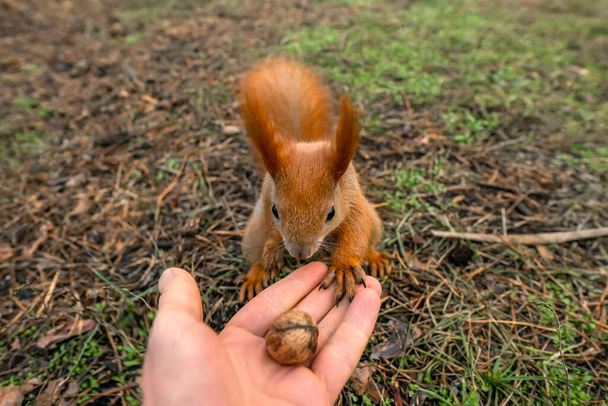 Eekhoorn voedt zich. Grappig gember dier eet noten uit de hand in het park. - Foto, afbeelding