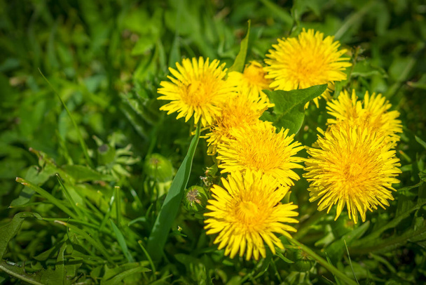 Желтый одуванчик. Яркие цветы одуванчики на фоне зеленого весеннего луга
. - Фото, изображение