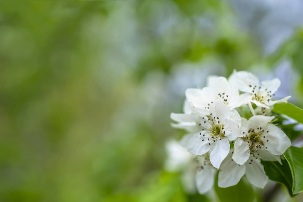 Springtime. White pear blossoms. Spring flowers on nature blurred background. - 写真・画像