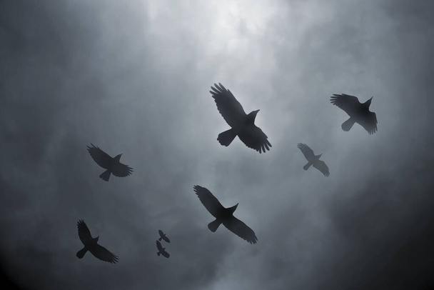 Ravens en vuelo
 - Foto, imagen