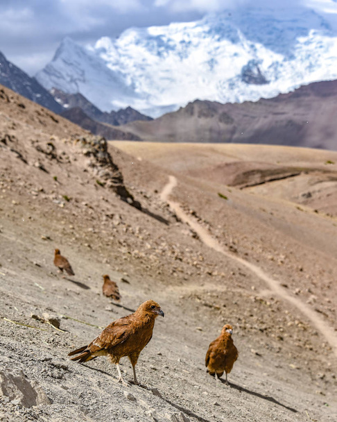 Junge Caracara-Vögel vor dem Hintergrund des Ausangate-Massivs. Cusco, Peru - Foto, Bild