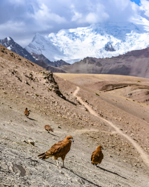 Молоді гірські каракари на тлі Аузангатського масиву. Куско (Перу) - Фото, зображення