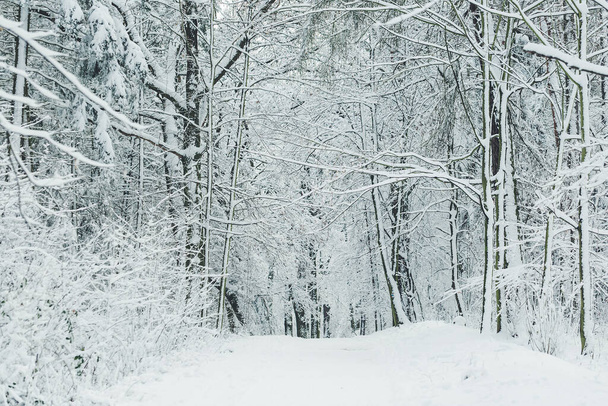 Camino en un bosque en un día de invierno
 - Foto, imagen