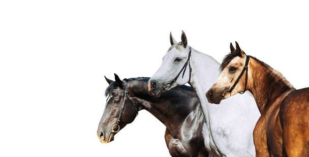 Portret trzech różnych koni odizolowanych na białym tle - Zdjęcie, obraz