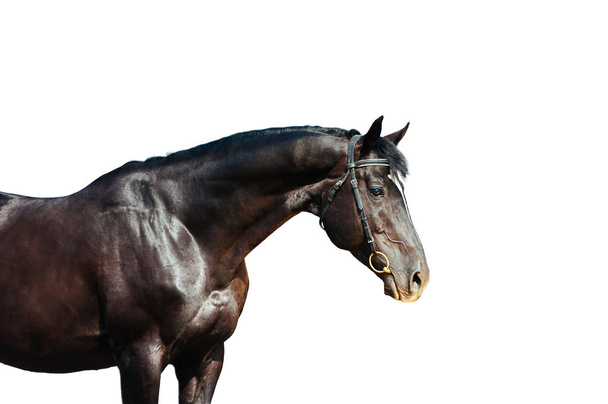 Προσωπογραφία μαύρου αλόγου που απομονώνεται σε λευκό φόντο - Φωτογραφία, εικόνα