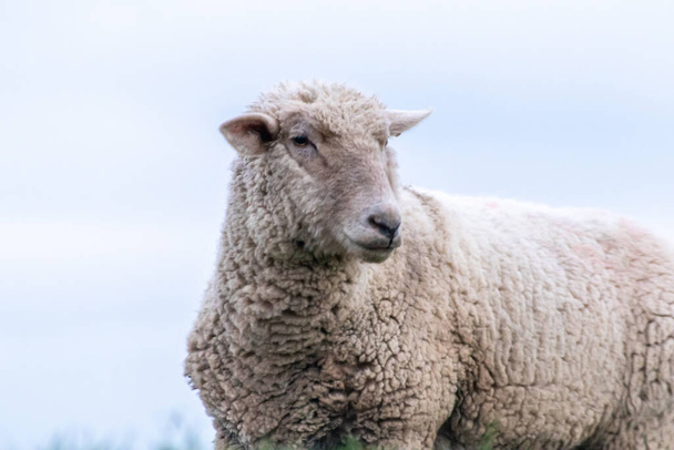 幸せな羊や有機肉、有機服や栄養のための天然ウールに理想的な適切な動物の住居を持つ有機農場で有機ウールと羊飼いの羊 - 写真・画像