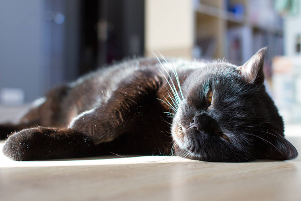 スコットランドストレートキャット。黒猫。犬ぞりの猫が寝てる優雅な姿勢。13日(金)不幸の印だ動物は黒い。シャイなコートだ落ち着けるペット. - 写真・画像