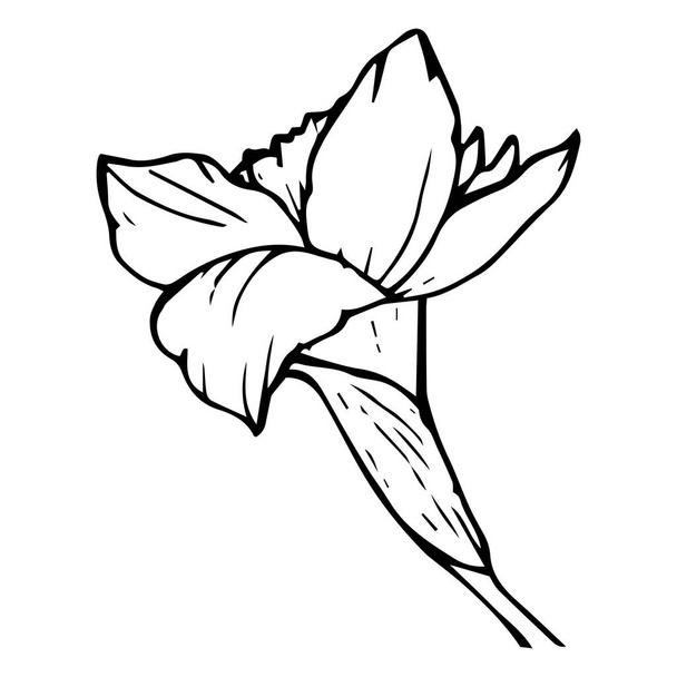 Narciso flor vista lateral contorno negro color aislado en blanco
 - Vector, Imagen
