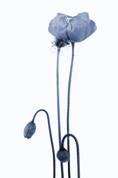 fragile bloom of a poppy - 写真・画像