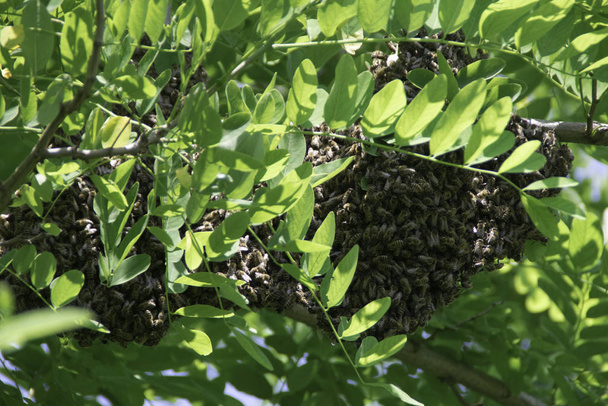 Bienenschwarm. Bildung eines neuen Bienenvolks (Familie) auf einem Zweig einer Robinie. Schwarm der Honigbienen. - Foto, Bild