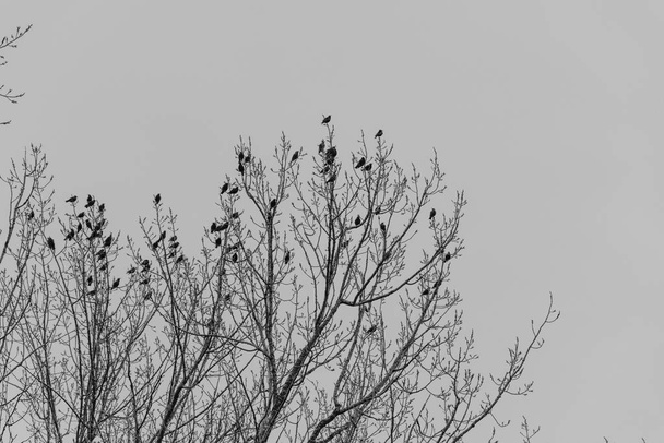 many small birds sit high in a tree crown black and white - Photo, Image