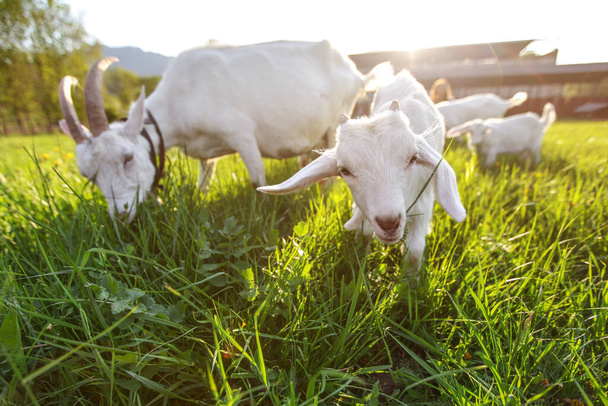 Goats grazing on fresh grass, low wide angle photo with strong s - Foto, Imagen