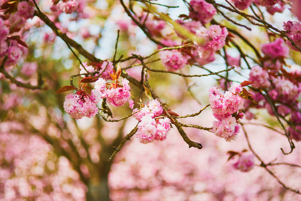 pink cherry blossom tree in full bloom on a spring day - Foto, imagen