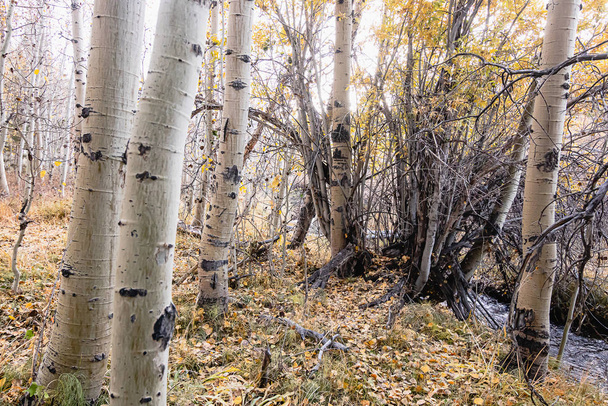 Осенняя лесная тропа, покрытая листьями осины
 - Фото, изображение