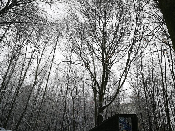 冬の森の散歩 - 写真・画像