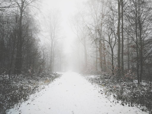 Promenade en forêt en hiver
 - Photo, image