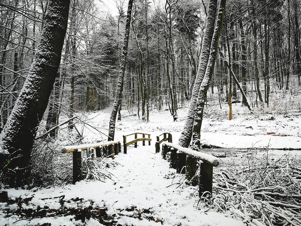 Lesní procházka v zimě - Fotografie, Obrázek