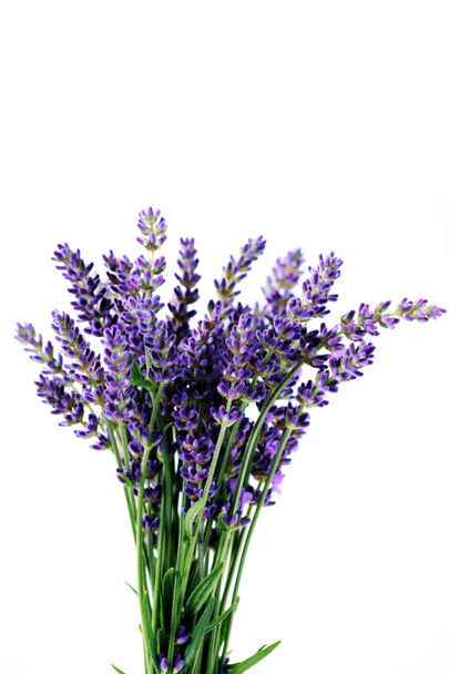 Lavendelblüten - Foto, Bild