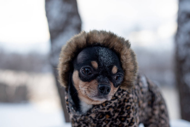 kleine hondenjas koud in de winter. Home huisdier wandelingen in besneeuwd weer. Een hondenvriend. Oliehoudende zaden. - Foto, afbeelding