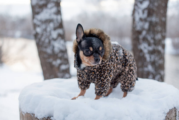 μικρό μπουφάν σκύλου κρύο το χειμώνα. Κατοικίδιο κατοικίδιο περπατά σε χιονισμένο καιρό. Σκύλος φίλος άνθρωπος. Τσιουάουα. - Φωτογραφία, εικόνα