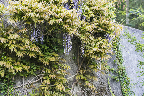 Piante rampicanti Glicine, mazzi di fiori viola
 - Foto, immagini