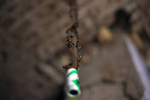 клейкая лента для ловли насекомых. flycatcher крупным планом
 - Фото, изображение