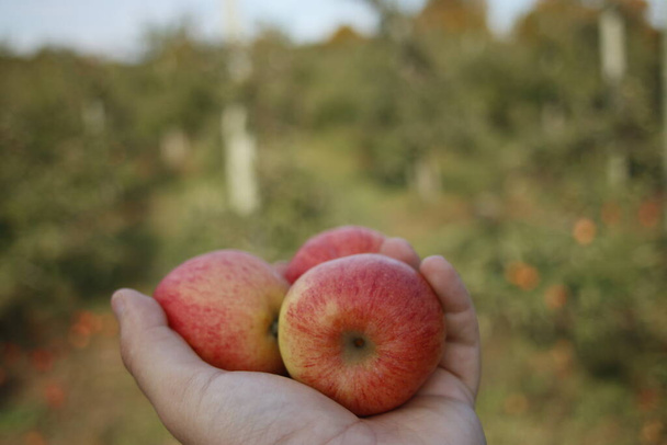 tenir les pommes dans une rangée de pommiers
 - Photo, image