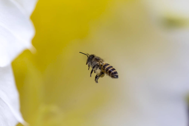 Μέλισσες πετούν γύρω από τα λουλούδια για να βρείτε νέκταρ - Φωτογραφία, εικόνα