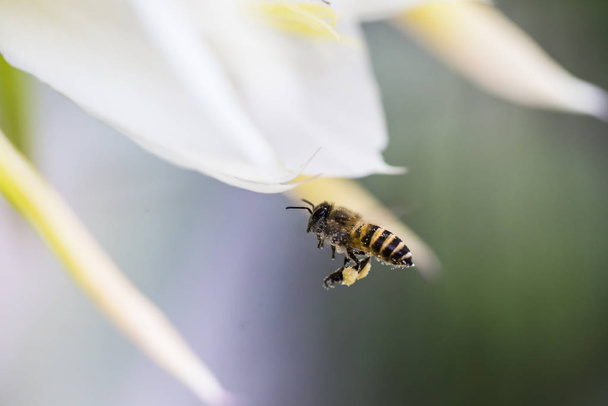 Пчелы летают вокруг цветов, чтобы найти нектар - Фото, изображение