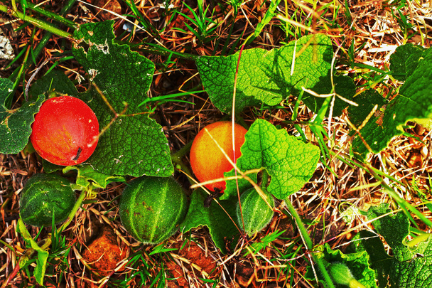 weinig watermeloen op natuurlijke grond. - Foto, afbeelding