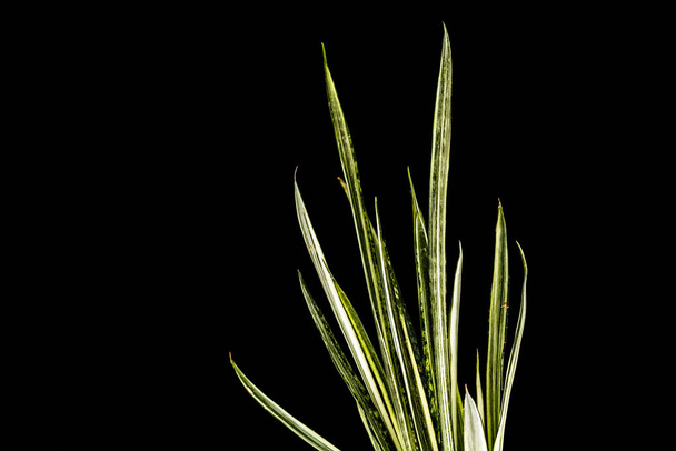 Grünes Blatt der Zunge mit goldenem Rand (Sansevieria trifasciata cv. "Laurentii" ) - Foto, Bild