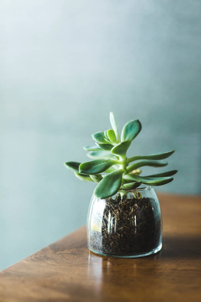 Succulent flower in glass transparent pot on wooden table. Backg - Zdjęcie, obraz
