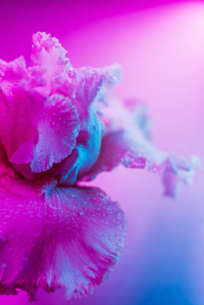 Vivid neon colored iris flower bud - Foto, afbeelding