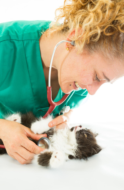 Veterinary with kitten - Фото, изображение