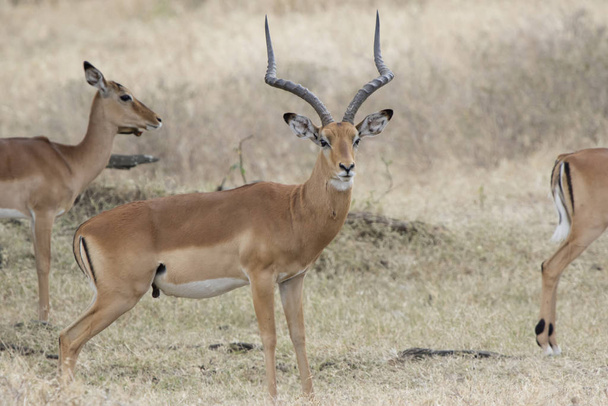 Impala-Männchen steht zwischen Weibchen in der Savanne - Foto, Bild