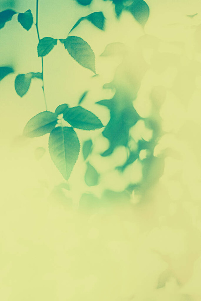 Πράσινα φύλλα ως αφηρημένη vintage φόντο της φύσης, φυτικά folia - Φωτογραφία, εικόνα