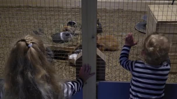 Little boy and girl looking at guinea pigs in the zoo. Gimbal motion - Imágenes, Vídeo