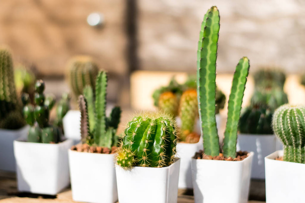 Małe kaktusy w białym doniczce do sadzenia - Zdjęcie, obraz